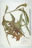 鵝仔草藏品圖，第1張