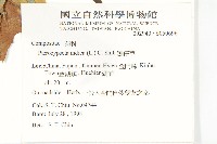 鵝仔草藏品圖，第2張