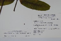 冇骨消藏品圖，第2張