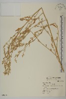 藜、灰藜藏品圖，第1張