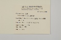 藜、灰藜藏品圖，第2張