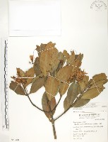 水筆仔藏品圖，第1張