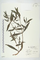 鱧腸藏品圖，第1張