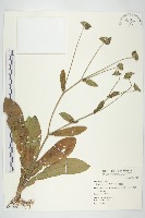 地膽草、毛蓮菜藏品圖，第1張