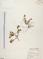 毛馬齒莧藏品圖，第1張