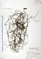 無根草藏品圖，第1張