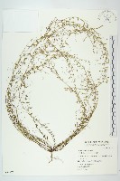 土丁桂藏品圖，第1張