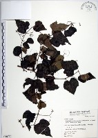 漢氏山葡萄藏品圖，第1張