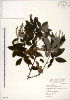 黃荊藏品圖，第1張