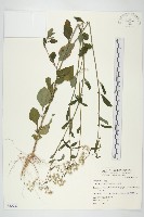 一枝香藏品圖，第1張