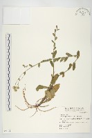 狗娃花藏品圖，第1張