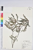 青灰葉下珠藏品圖，第1張