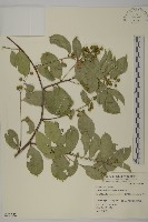 南華南蛇藤，青江藤藏品圖，第1張