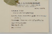 南華南蛇藤，青江藤藏品圖，第2張