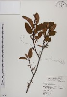 蓮華池桑寄生藏品圖，第1張