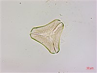 蓮華池桑寄生藏品圖，第2張