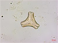 蓮華池桑寄生藏品圖，第3張