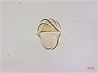 蓮華池桑寄生藏品圖，第4張