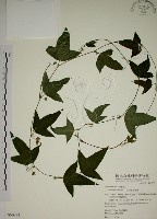 三角葉西番蓮藏品圖，第1張