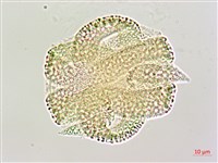 三角葉西番蓮藏品圖，第2張