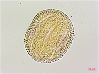 三角葉西番蓮藏品圖，第4張