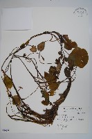 蓴、蓴菜藏品圖，第1張