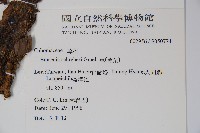 蓴、蓴菜藏品圖，第2張