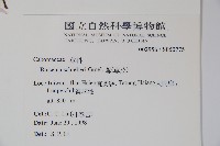 蓴、蓴菜藏品圖，第2張