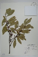 革葉冬青藏品圖，第1張