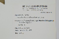 革葉冬青藏品圖，第2張