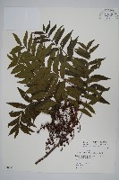 黃連木、爛心木藏品圖，第1張