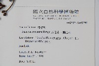 黃連木、爛心木藏品圖，第2張