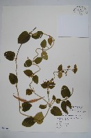 鷗蔓藏品圖，第1張