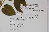 鷗蔓藏品圖，第2張