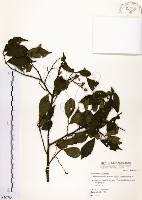 烏皮九芎、奮起湖野茉莉藏品圖，第1張