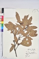 毽子櫟藏品圖，第1張