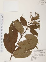 風箱樹藏品圖，第1張