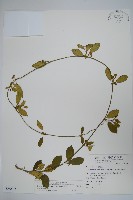 武靴藤藏品圖，第1張