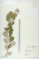 宜梧藏品圖，第1張