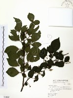 烏皮九芎、奮起湖野茉莉藏品圖，第1張