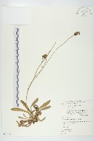 貓兒菊藏品圖，第1張