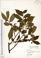 台灣楊桐藏品圖，第1張