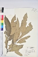 鬼石櫟藏品圖，第1張