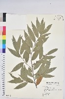 火燒柯、栲樹藏品圖，第1張