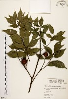 油葉石櫟藏品圖，第1張