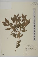 福建賽衛矛、福建假衛矛藏品圖，第1張