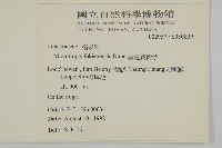 福建賽衛矛、福建假衛矛藏品圖，第2張