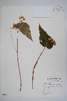 水鴨腳藏品圖，第1張