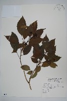 臺灣樹參藏品圖，第1張