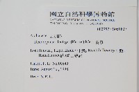 臺灣樹參藏品圖，第2張